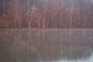 Tree Fog Reflections at Dawn