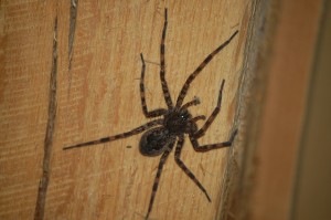 WV Bear Spider - So Named Because They Eat Bears.  For Breakfast.